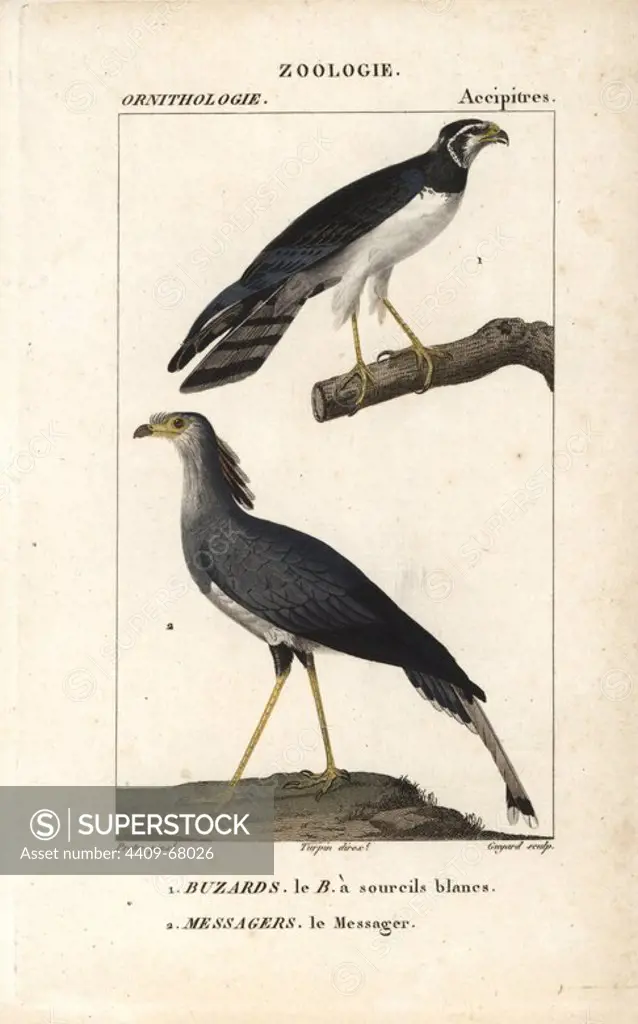 Long-winged harrier, Circus buffoni, and secretarybird, Sagittarius serpentarius. Handcoloured copperplate stipple engraving from Dumont de Sainte-Croix's "Dictionary of Natural Science: Ornithology," Paris, France, 1816-1830. Illustration by J. G. Pretre, engraved by Guyard, directed by Pierre Jean-Francois Turpin, and published by F.G. Levrault. Jean Gabriel Pretre (1780~1845) was painter of natural history at Empress Josephine's zoo and later became artist to the Museum of Natural History. Turpin (1775-1840) is considered one of the greatest French botanical illustrators of the 19th century.