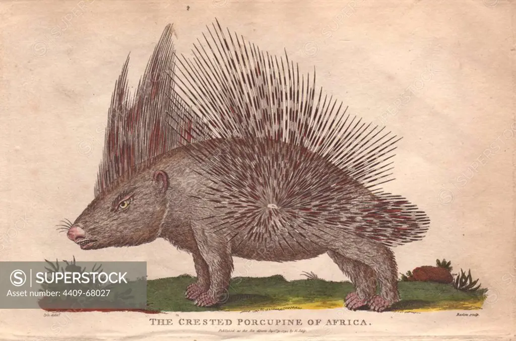 African crested porcupine Atherurus africanus. Hand-colored copperplate engraving from a drawing by Johann Ihle from Ebenezer Sibly's "Universal System of Natural History" 1794. The prolific Sibly published his Universal System of Natural History in 1794~1796 in five volumes covering the three natural worlds of fauna, flora and geology. The series included illustrations of mythical beasts such as the sukotyro and the mermaid, and depicted sloths sitting on the ground (instead of hanging from trees) and a domesticated female orang utan wearing a bandana. The engravings were by J. Pass, J. Chapman and Barlow copied from original drawings by famous natural history artists George Edwards, Albertus Seba, Maria Sybilla Merian, and Johann Ihle.
