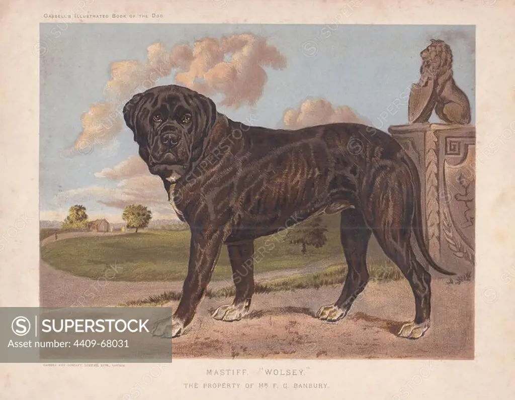 Large black mastiff "Wolsey" in front of landscaped garden. Fine chromolithograph from Cassell's "Illustrated Book of the Dog" 1881. Author Vero Kemball Shaw (1854-1905) wrote many books about dogs and horses, and encyclopedic guides to kennels, stables and poultry yards.