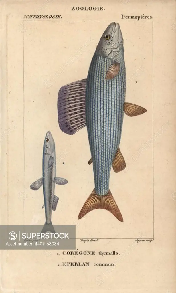 Grayling, coregone thymalle, Thymallus thymallus, and European smelt, eperlan commun, Osmerus eperlanus. Handcoloured copperplate stipple engraving from Jussieu's "Dictionnaire des Sciences Naturelles" 1816-1830. The volumes on fish and reptiles were edited by Hippolyte Cloquet, natural historian and doctor of medicine. Illustration by J.G. Pretre, engraved by Joyeau, directed by Turpin, and published by F. G. Levrault. Jean Gabriel Pretre (1780~1845) was painter of natural history at Empress Josephine's zoo and later became artist to the Museum of Natural History.
