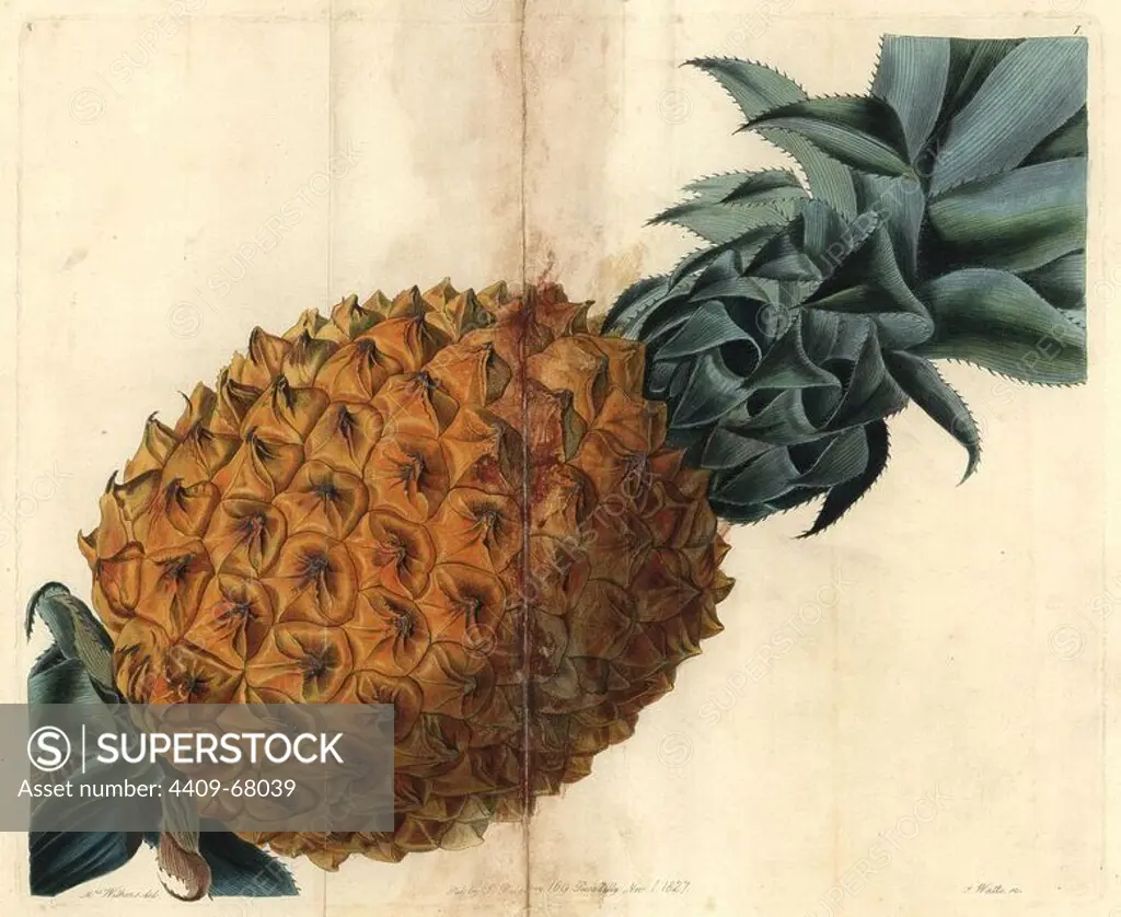 Wave-leaved pineapple or Ananassa debilis. Ananas. Handcolored copperplate engraving by Watts of a botanical painting by Mrs. Augusta Withers from John Lindley's "Pomological Magazine" 1827.