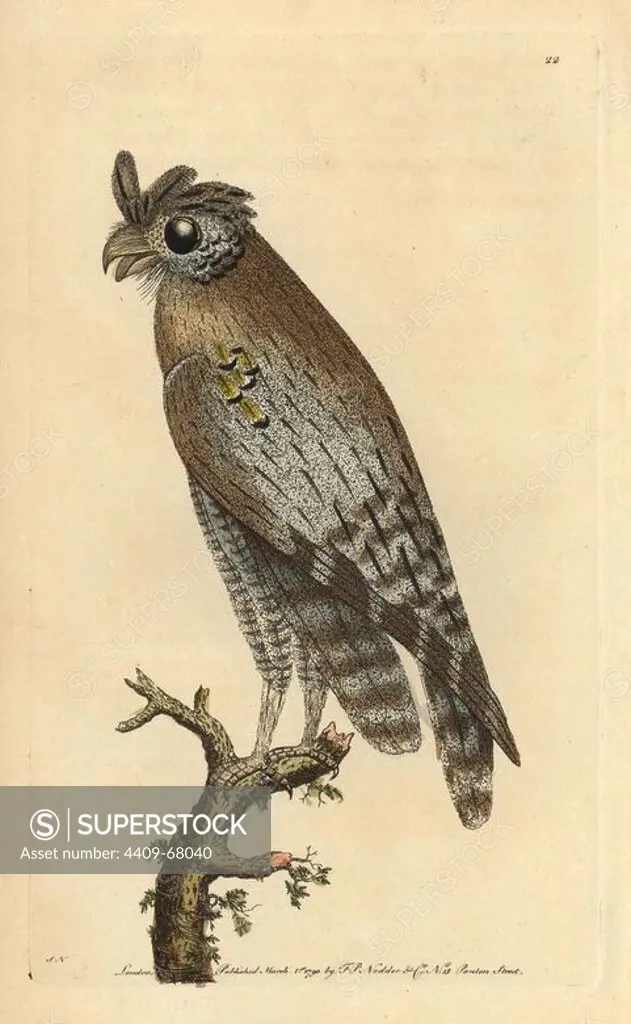 Least-horned owl (Northern long-eared owl). Strix pulchella (Asio otus). Illustration signed SN (George Shaw and Frederick Nodder).. Handcolored copperplate engraving from George Shaw and Frederick Nodder's "The Naturalist's Miscellany" 1790.. Frederick Polydore Nodder (1751~1801) was a gifted natural history artist and engraver. Nodder honed his draftsmanship working on Captain Cook and Joseph Banks' Florilegium and engraving Sydney Parkinson's sketches of Australian plants. He was made "botanic painter to her majesty" Queen Charlotte in 1785. Nodder also drew the botanical studies in Thomas Martyn's Flora Rustica (1792) and 38 Plates (1799). Most of the 1,064 illustrations of animals, birds, insects, crustaceans, fishes, marine life and microscopic creatures for the Naturalist's Miscellany were drawn, engraved and published by Frederick Nodder's family. Frederick himself drew and engraved many of the copperplates until his death. His wife Elizabeth is credited as publisher on the v