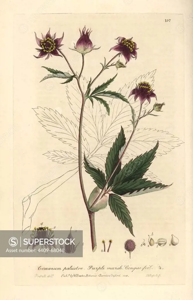 Purple marsh cinquefoil, Comarum palustre. Handcoloured copperplate engraving by J. Whessell from a drawing by Isaac Russell from William Baxter's "British Phaenogamous Botany" 1836. Scotsman William Baxter (1788-1871) was the curator of the Oxford Botanic Garden from 1813 to 1854.
