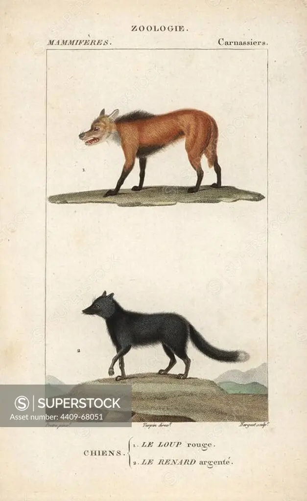 Red wolf, Canis lupus rufus (critically endangered), and silver fox, Vulpes vulpes. Handcoloured copperplate stipple engraving from Frederic Cuvier's "Dictionary of Natural Science: Mammals," Paris, France, 1816. Illustration by J. G. Pretre, engraved by Nargeot, directed by Pierre Jean-Francois Turpin, and published by F.G. Levrault. Jean Gabriel Pretre (1780~1845) was painter of natural history at Empress Josephine's zoo and later became artist to the Museum of Natural History. Turpin (1775-1840) is considered one of the greatest French botanical illustrators of the 19th century.