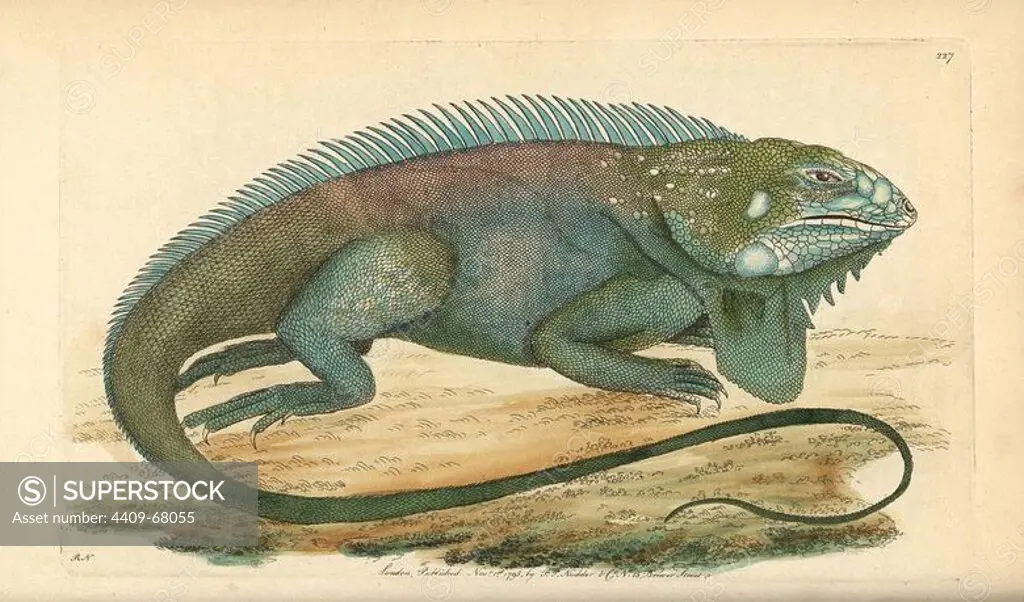Common or green iguana, Iguana iguana. CITES species. Illustration signed RN (Richard Nodder).. Handcolored copperplate engraving from George Shaw and Frederick Nodder's "The Naturalist's Miscellany" 1795.. Frederick Polydore Nodder (1751~1801) was a gifted natural history artist and engraver. Nodder honed his draftsmanship working on Captain Cook and Joseph Banks' Florilegium and engraving Sydney Parkinson's sketches of Australian plants. He was made "botanic painter to her majesty" Queen Charlotte in 1785. Nodder also drew the botanical studies in Thomas Martyn's Flora Rustica (1792) and 38 Plates (1799). Most of the 1,064 illustrations of animals, birds, insects, crustaceans, fishes, marine life and microscopic creatures for the Naturalist's Miscellany were drawn, engraved and published by Frederick Nodder's family. Frederick himself drew and engraved many of the copperplates until his death. His wife Elizabeth is credited as publisher on the volumes after 1801. Their son Richard P
