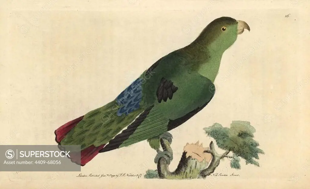 Sapphire-rumped parrotlet (Purple-tailed parakeet). Touit purpuratus (Psittacus porphyrurus). Illustration signed by N (Frederick Nodder).. Handcolored copperplate engraving from George Shaw and Frederick Nodder's "Naturalist's Miscellany" (1790).. Frederick Polydore Nodder (1751~1801) was a gifted natural history artist and engraver. Nodder honed his draftsmanship working on Captain Cook and Joseph Banks' Florilegium and engraving Sydney Parkinson's sketches of Australian plants. He was made "botanic painter to her majesty" Queen Charlotte in 1785. Nodder also drew the botanical studies in Thomas Martyn's Flora Rustica (1792) and 38 Plates (1799). Most of the 1,064 illustrations of animals, birds, insects, crustaceans, fishes, marine life and microscopic creatures for the Naturalist's Miscellany were drawn, engraved and published by Frederick Nodder's family. Frederick himself drew and engraved many of the copperplates until his death. His wife Elizabeth is credited as publisher on t