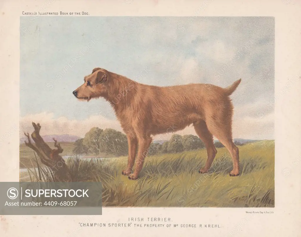 Irish Terrier "Champion Sporter" Fine chromolithograph from Cassell's "Illustrated Book of the Dog" 1881. Author Vero Kemball Shaw (1854-1905) wrote many books about dogs and horses, and encyclopedic guides to kennels, stables and poultry yards.