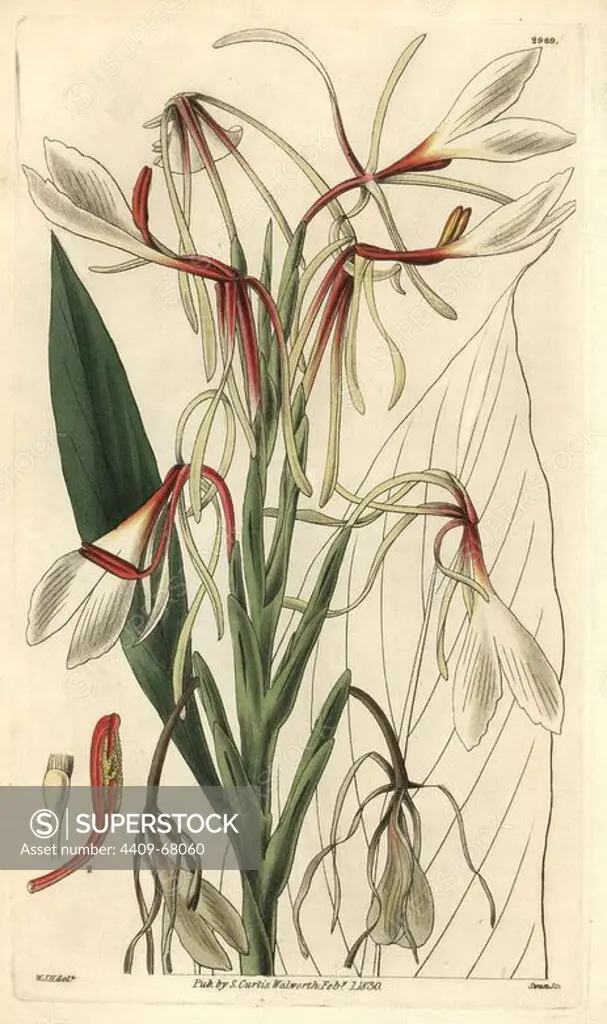 Hedychium acuminatum. Illustration drawn by William Jackson Hooker, engraved by Swan. Handcolored copperplate engraving from William Curtis's "The Botanical Magazine," Samuel Curtis, 1830. Hooker (1785-1865) was an English botanist, writer and artist. He was Regius Professor of Botany at Glasgow University, and editor of Curtis' "Botanical Magazine" from 1827 to 1865. In 1841, he was appointed director of the Royal Botanic Gardens at Kew, and was succeeded by his son Joseph Dalton. Hooker documented the fern and orchid crazes that shook England in the mid-19th century in books such as "Species Filicum" (1846) and "A Century of Orchidaceous Plants" (1849). A gifted botanical artist himself, he wrote and illustrated "Flora Exotica" (1823) and several volumes of the "Botanical Magazine" after 1827.
