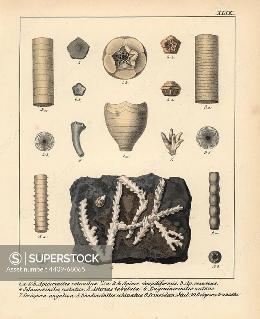 Apiocrinites rotundus, A. mespiliformis, A. rosaceus, Solanocrinites costatus, Asterias tabulata, Eugeniacrinites nutans, Ceriopora angulosa, Rhodocrinites echinatus, crinoid and Retepora truncata. Handcoloured lithograph by an unknown artist from Dr. F.A. Schmidt's "Petrefactenbuch," published in Stuttgart, Germany, 1855 by Verlag von Krais & Hoffmann. Dr. Schmidt's "Book of Petrification" introduced fossils and palaeontology to both the specialist and general reader.