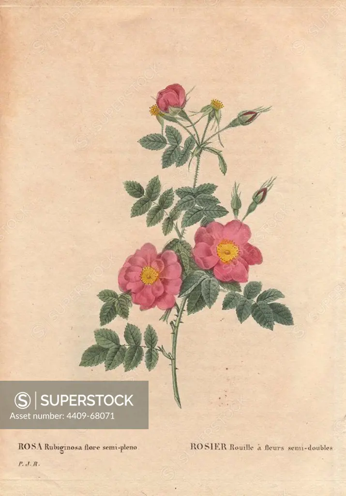 The semi-double sweetbriar rose with pink and yellow flowers (Rosa rubiginosa flore semi-pleno).. Rosier Rouille à fleurs semi-doubles. Obtained from seed and raised by P.J. Redouté circa 1806.. Hand-colored, octavo-size stipple copperplate engraving from Pierre Joseph Redoute's "Les Roses" 1828.