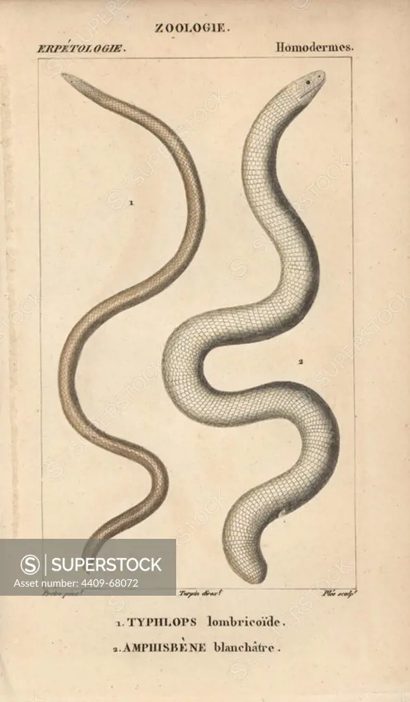 Frail caecilian, Caecilia gracilis lumbricoidea, typhlops lombricoide, Typhlops lumbricalis, and red worm lizard, amphisbene blanchatre, Amphisbaena alba. Handcoloured copperplate stipple engraving from Jussieu's "Dictionnaire des Sciences Naturelles" 1816-1830. The volumes on fish and reptiles were edited by Hippolyte Cloquet, natural historian and doctor of medicine. Illustration by J.G. Pretre, engraved by Plee, directed by Turpin, and published by F. G. Levrault. Jean Gabriel Pretre (1780~1845) was painter of natural history at Empress Josephine's zoo and later became artist to the Museum of Natural History.