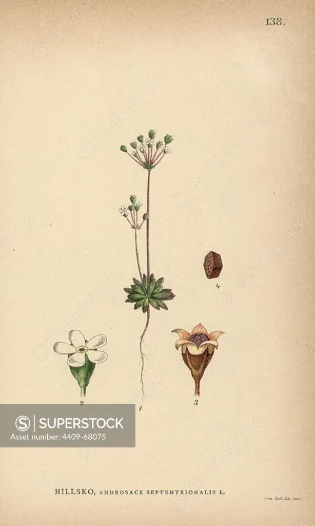 Pygmy-flower rock-jasmine, Androsace septentrionalis. Chromolithograph from Carl Lindman's "Bilder ur Nordens Flora" (Pictures of Northern Flora), Stockholm, Wahlström & Widstrand, 1905. Lindman (1856-1928) was Professor of Botany at the Swedish Museum of Natural History (Naturhistoriska Riksmuseet). The chromolithographs were based on Johan Wilhelm Palmstruch's "Svensk botanik" (1802-1843).