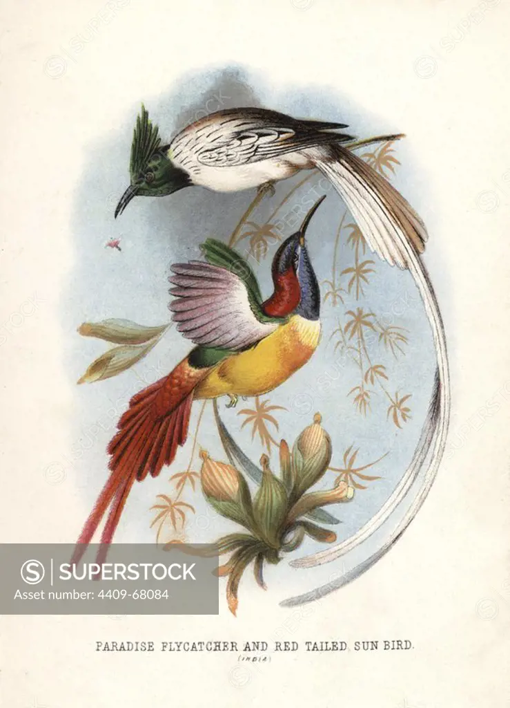 Asian paradise-flycatcher, Terpsiphone paradisi, and fire-tailed sunbird, Aethopyga ignicauda. Chromolithograph by unknown artist/engraver from Mary and Elizabeth Kirby's "Beautiful Birds in Far-Off Lands," T. Nelson, London, 1872. Mary Kirby (1817-1893) and Elizabeth Kirby (1823-1873) were two Victorian sisters who wrote many natural history books for children.