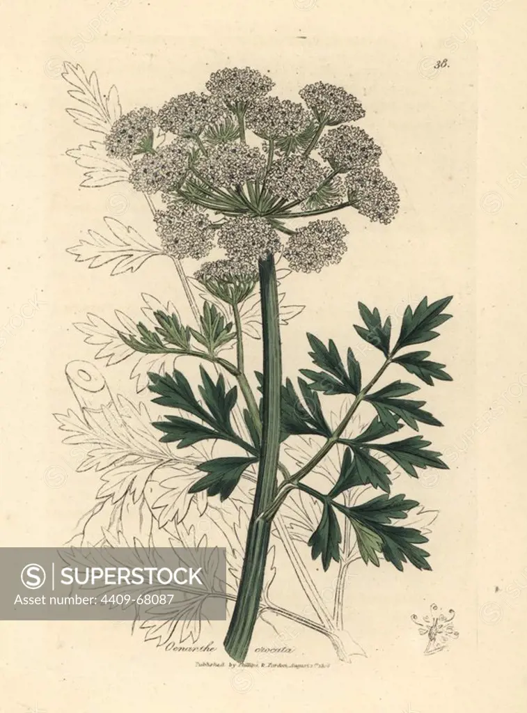 Hemlock water dropwort, Oenanthe crocata. Handcoloured copperplate engraving from a botanical illustration by James Sowerby from William Woodville and Sir William Jackson Hooker's "Medical Botany," John Bohn, London, 1832. The tireless Sowerby (1757-1822) drew over 2, 500 plants for Smith's mammoth "English Botany" (1790-1814) and 440 mushrooms for "Coloured Figures of English Fungi " (1797) among many other works.