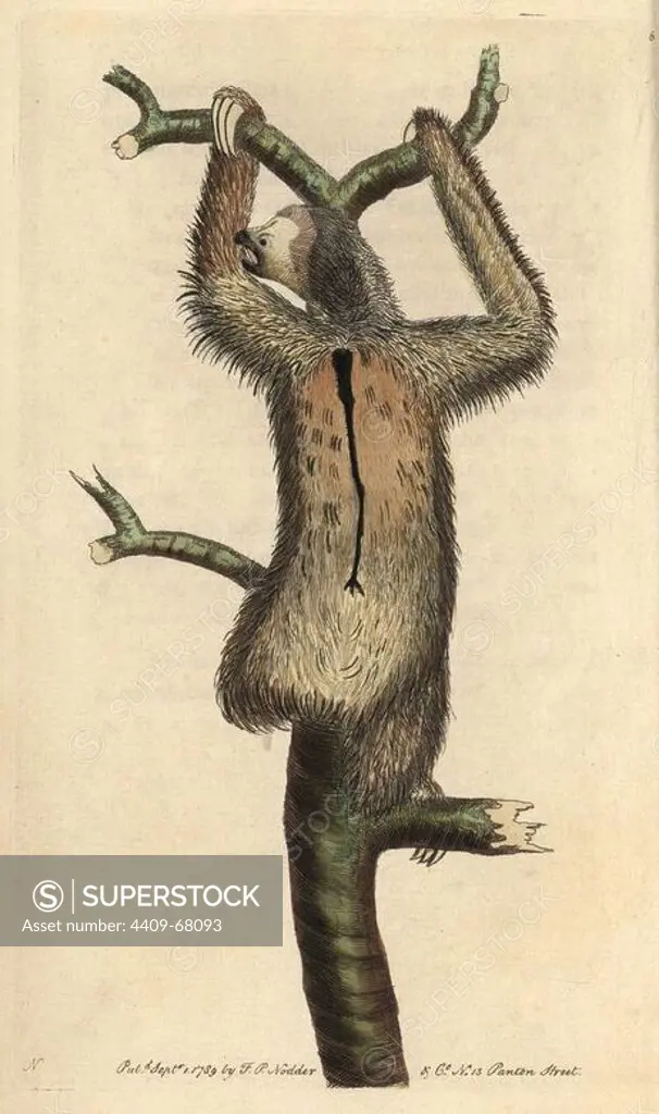 Three-toed sloth or pale-throated sloth. Bradypus tridactylus. Illustration signed by N (Frederick Nodder).. Handcolored copperplate engraving from George Shaw and Frederick Nodder's "Naturalist's Miscellany" (1790).. Frederick Polydore Nodder (1751~1801) was a gifted natural history artist and engraver. Nodder honed his draftsmanship working on Captain Cook and Joseph Banks' Florilegium and engraving Sydney Parkinson's sketches of Australian plants. He was made "botanic painter to her majesty" Queen Charlotte in 1785. Nodder also drew the botanical studies in Thomas Martyn's Flora Rustica (1792) and 38 Plates (1799). Most of the 1,064 illustrations of animals, birds, insects, crustaceans, fishes, marine life and microscopic creatures for the Naturalist's Miscellany were drawn, engraved and published by Frederick Nodder's family. Frederick himself drew and engraved many of the copperplates until his death. His wife Elizabeth is credited as publisher on the volumes after 1801. Their so