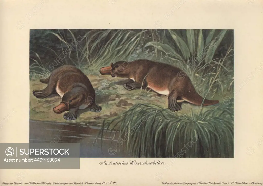 The platypus or duck-billed platypus (Ornithorhynchus anatinus) is a semi-aquatic monotreme mammal native to eastern Australia, including Tasmania. Colour printed illustration by Heinrich Harder from "Tiere der Urwelt" Animals of the Prehistoric World, 1916, Hamburg. Heinrich Harder (1858-1935) was a German landscape artist and book illustrator. From a series of prehistoric creature cards published by the Reichardt Cocoa company. Natural historian Wilhelm Bolsche wrote the descriptive text.