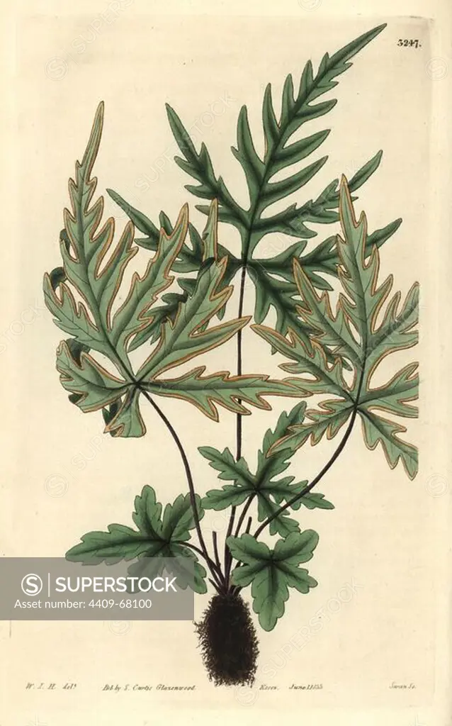 Pedate-leaved brake fern, Pteris pedata or Doryopteris pedata. Illustration drawn by William Jackson Hooker, engraved by Swan. Handcolored copperplate engraving from William Curtis's "The Botanical Magazine," Samuel Curtis, 1833. Hooker (1785-1865) was an English botanist, writer and artist. He was Regius Professor of Botany at Glasgow University, and editor of Curtis' "Botanical Magazine" from 1827 to 1865. In 1841, he was appointed director of the Royal Botanic Gardens at Kew, and was succeeded by his son Joseph Dalton. Hooker documented the fern and orchid crazes that shook England in the mid-19th century in books such as "Species Filicum" (1846) and "A Century of Orchidaceous Plants" (1849). A gifted botanical artist himself, he wrote and illustrated "Flora Exotica" (1823) and several volumes of the "Botanical Magazine" after 1827.