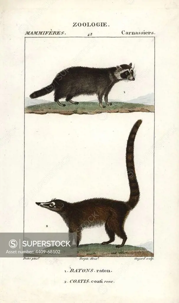Raccoon, Procyon lotor, and South American coati, Nasua nasua. Handcoloured copperplate stipple engraving from Frederic Cuvier's "Dictionary of Natural Science: Mammals," Paris, France, 1816. Illustration by J. G. Pretre, engraved by Guyard, directed by Pierre Jean-Francois Turpin, and published by F.G. Levrault. Jean Gabriel Pretre (1780~1845) was painter of natural history at Empress Josephine's zoo and later became artist to the Museum of Natural History. Turpin (1775-1840) is considered one of the greatest French botanical illustrators of the 19th century.