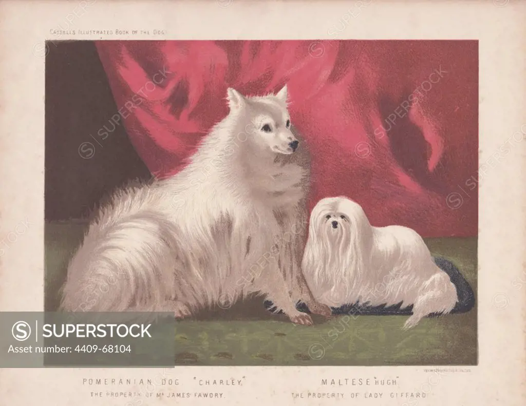 Pomeranian "Charley" and Maltese "Hugh." Fine chromolithograph from Cassell's "Illustrated Book of the Dog" 1881. Author Vero Kemball Shaw (1854-1905) wrote many books about dogs and horses, and encyclopedic guides to kennels, stables and poultry yards.