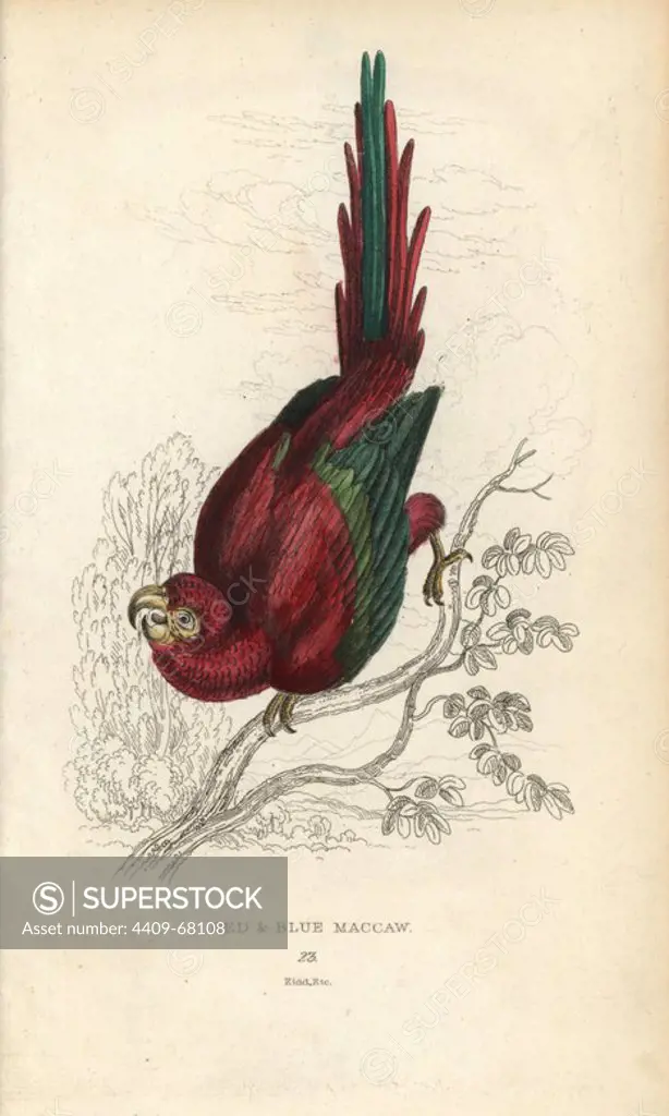 Scarlet macaw, Ara macao. Red and blue maccaw, Psittacus macao. Hand-coloured steel engraving by Joseph Kidd (after John Audubon) from Sir Thomas Dick Lauder and Captain Thomas Brown's "Miscellany of Natural History: Parrots," Edinburgh, 1833. The Miscellany was intended to be a multi-volume series, but was brought to an abrupt halt after only the second volume on cats when John Audubon complained about the unauthorized use of his illustrations.