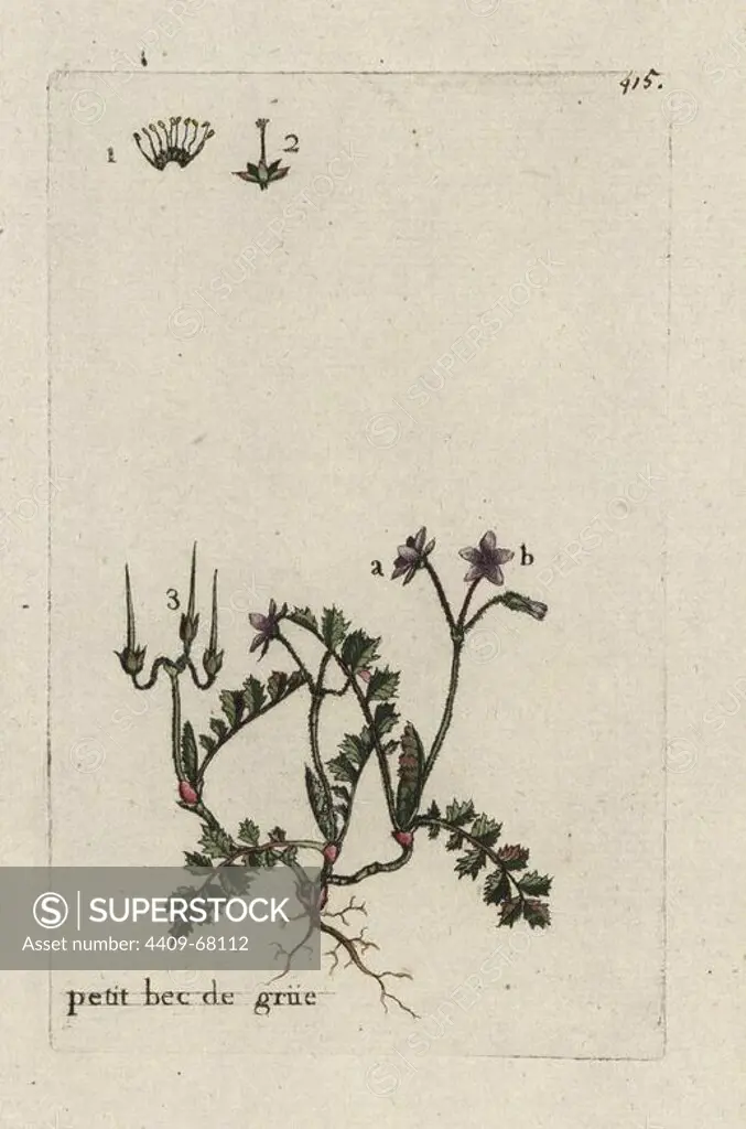 Red-stem filaree or alfilaria, Erodium cicutarium. Handcoloured botanical drawn and engraved by Pierre Bulliard from his own "Flora Parisiensis," 1776, Paris, P. F. Didot. Pierre Bulliard (1752-1793) was a famous French botanist who pioneered the three-colour-plate printing technique. His introduction to the flowers of Paris included 640 plants.