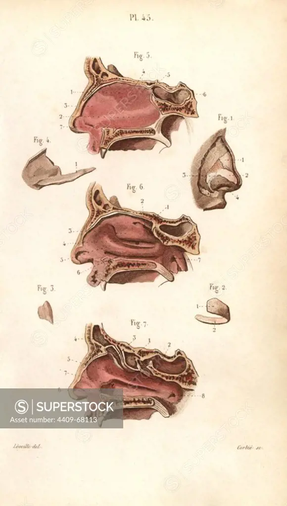 Sections of the nasal cavity. Handcolored steel engraving by Corbie of a drawing by Leveille from Dr. Joseph Nicolas Masse's "Petit Atlas complet d'Anatomie descriptive du Corps Humain," Paris, 1864, published by Mequignon-Marvis. Masse's "Pocket Anatomy of the Human Body" was first published in 1848 and went through many editions.