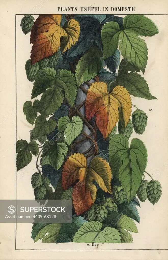 Hops, with green fruit. Chromolithograph from "The Instructive Picturebook, or Lessons from the Vegetable World," Charlotte Mary Yonge, Edinburgh, 1858.