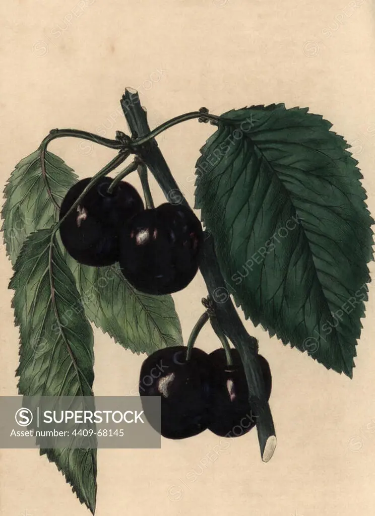 Ripe fruit and leaves of the Black Tartarian Cherry, Prunus species. Hand-colored illustration by Edwin Dalton Smith engraved by F.W. Smith from Charles McIntosh's "Flora and Pomona" 1829. McIntosh (1794-1864) was a Scottish gardener to European aristocracy and royalty, and author of many book on gardening. E.D. Smith was a botanical artist who drew for Robert Sweet, Benjamin Maund, etc.