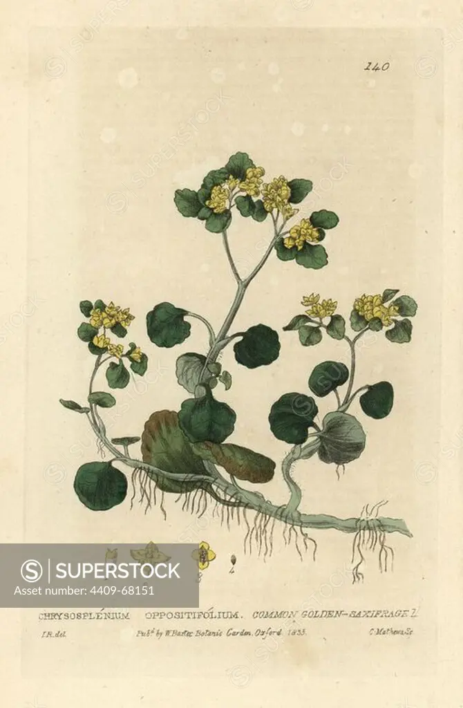 Common golden saxifrage, Chryosplenium oppositifolium. Handcoloured copperplate engraving by Charles Mathews of a drawing by Isaac Russell from William Baxter's "British Phaenogamous Botany" 1835. Scotsman William Baxter (1788-1871) was the curator of the Oxford Botanic Garden from 1813 to 1854.