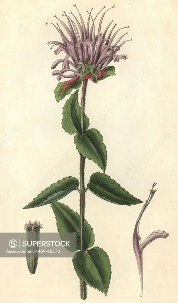 Mint-leaved monarda or beebalm, Monarda menthaefolia. Illustration drawn by William Jackson Hooker, engraved by Swan. Handcolored copperplate engraving from William Curtis's "The Botanical Magazine," Samuel Curtis, 1830. Hooker (1785-1865) was an English botanist, writer and artist. He was Regius Professor of Botany at Glasgow University, and editor of Curtis' "Botanical Magazine" from 1827 to 1865. In 1841, he was appointed director of the Royal Botanic Gardens at Kew, and was succeeded by his son Joseph Dalton. Hooker documented the fern and orchid crazes that shook England in the mid-19th century in books such as "Species Filicum" (1846) and "A Century of Orchidaceous Plants" (1849). A gifted botanical artist himself, he wrote and illustrated "Flora Exotica" (1823) and several volumes of the "Botanical Magazine" after 1827.