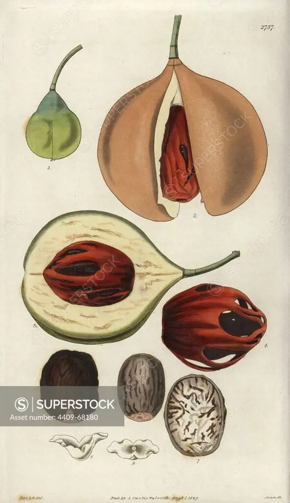 Myristica fragrans. Aromatic, or true nutmeg tree. Ripe fruit, and details showing the mace (4) and the nutmeg (6) seed.. Illustration by WJ Hooker, engraved by Swan. Handcolored copperplate engraving from William Curtis's "The Botanical Magazine" 1827.. William Jackson Hooker (1785-1865) was an English botanist, writer and artist. He was Regius Professor of Botany at Glasgow University, and editor of Curtis' "Botanical Magazine" from 1827 to 1865. In 1841, he was appointed director of the Royal Botanic Gardens at Kew, and was succeeded by his son Joseph Dalton. Hooker documented the fern and orchid crazes that shook England in the mid-19th century in books such as "Species Filicum" (1846) and "A Century of Orchidaceous Plants" (1849). A gifted botanical artist himself, he wrote and illustrated "Flora Exotica" (1823) and several volumes of the "Botanical Magazine" after 1827.