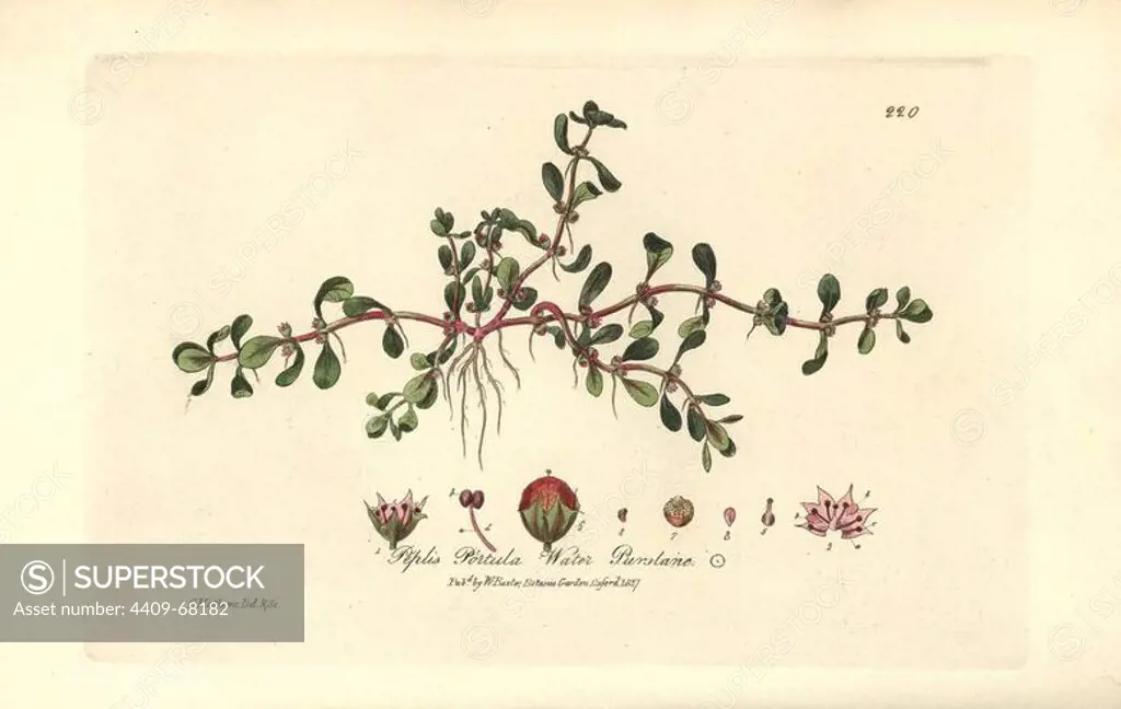 Water purslane, Peplis portula. Handcoloured copperplate drawn and engraved by Charles Mathews from William Baxter's "British Phaenogamous Botany" 1837. Scotsman William Baxter (1788-1871) was the curator of the Oxford Botanic Garden from 1813 to 1854.
