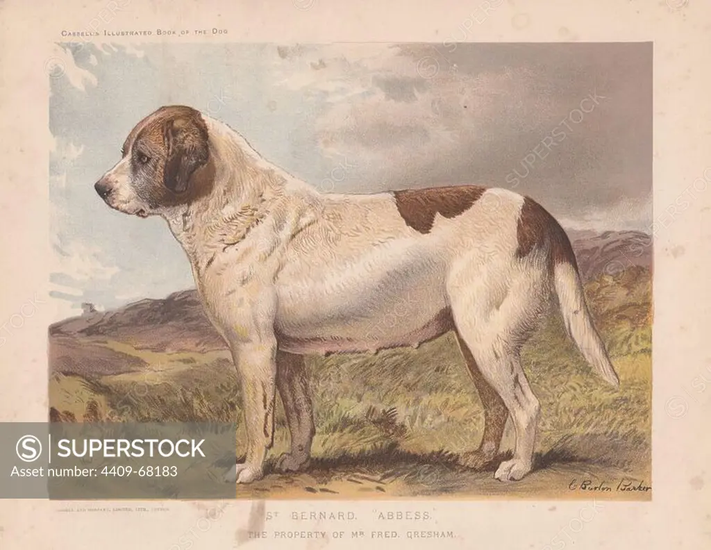 St. Bernard "Abbess." Original painting by Charles Burton Barber (18451894), an English Victorian painter who specialized in paintings of children and their pets. Fine chromolithograph from Cassell's "Illustrated Book of the Dog" 1881. Author Vero Kemball Shaw (1854-1905) wrote many books about dogs and horses, and encyclopedic guides to kennels, stables and poultry yards.