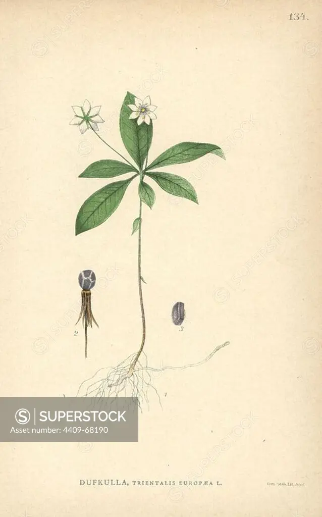 Chickweed wintergreen or Arctic starflower, Trientalis europaea. Chromolithograph from Carl Lindman's "Bilder ur Nordens Flora" (Pictures of Northern Flora), Stockholm, Wahlström & Widstrand, 1905. Lindman (1856-1928) was Professor of Botany at the Swedish Museum of Natural History (Naturhistoriska Riksmuseet). The chromolithographs were based on Johan Wilhelm Palmstruch's "Svensk botanik" (1802-1843).