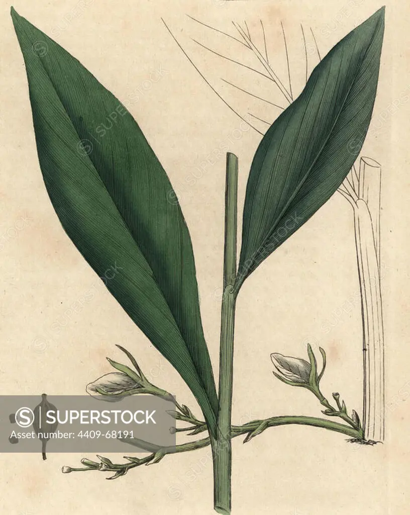 Leaves, flowers and seed of the cardamom plant, Elettaria cardamomum. Handcolored copperplate engraving from a botanical illustration by James Sowerby from William Woodville and Sir William Jackson Hooker's "Medical Botany" 1832. The tireless Sowerby (1757-1822) drew over 2,500 plants for Smith's mammoth "English Botany" (1790-1814) and 440 mushrooms for "Coloured Figures of English Fungi " (1797) among many other works.