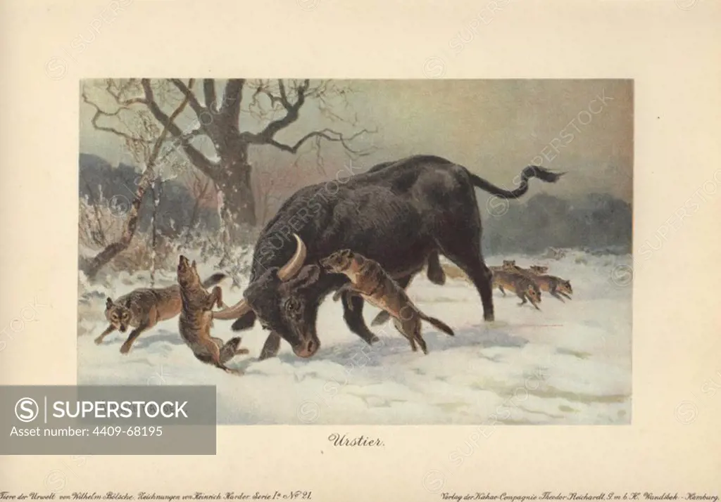 A long-horned European wild ox attacked by wolves. The aurochs or urus (Bos primigenius), the ancestor of domestic cattle, was a type of wild cattle which inhabited Europe, Asia and North Africa. Extinct.. Colour printed illustration by Heinrich Harder from "Tiere der Urwelt" Animals of the Prehistoric World, 1916, Hamburg. Heinrich Harder (1858-1935) was a German landscape artist and book illustrator. From a series of prehistoric creature cards published by the Reichardt Cocoa company. Natural historian Wilhelm Bolsche wrote the descriptive text.