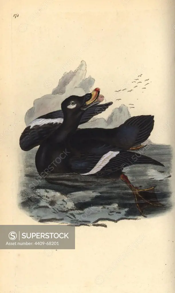 Velvet scoter, Melanitta fusca. Handcoloured copperplate drawn and engraved by Edward Donovan from his own "Natural History of British Birds," London, 1794-1819. Edward Donovan (1768-1837) was an Anglo-Irish amateur zoologist, writer, artist and engraver. He wrote and illustrated a series of volumes on birds, fish, shells and insects, opened his own museum of natural history in London, but later he fell on hard times and died penniless.