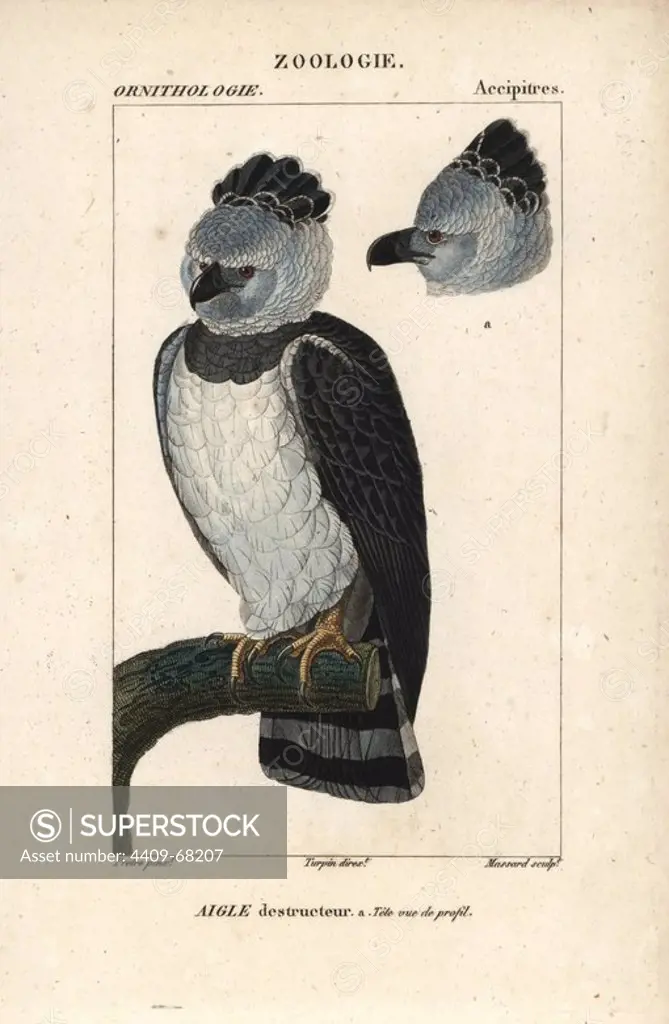 Harpy eagle, Harpia harpyja, with head in profile. Handcoloured copperplate stipple engraving from Dumont de Sainte-Croix's "Dictionary of Natural Science: Ornithology," Paris, France, 1816-1830. Illustration by J. G. Pretre, engraved by Massard, directed by Pierre Jean-Francois Turpin, and published by F.G. Levrault. Jean Gabriel Pretre (1780~1845) was painter of natural history at Empress Josephine's zoo and later became artist to the Museum of Natural History. Turpin (1775-1840) is considered one of the greatest French botanical illustrators of the 19th century.