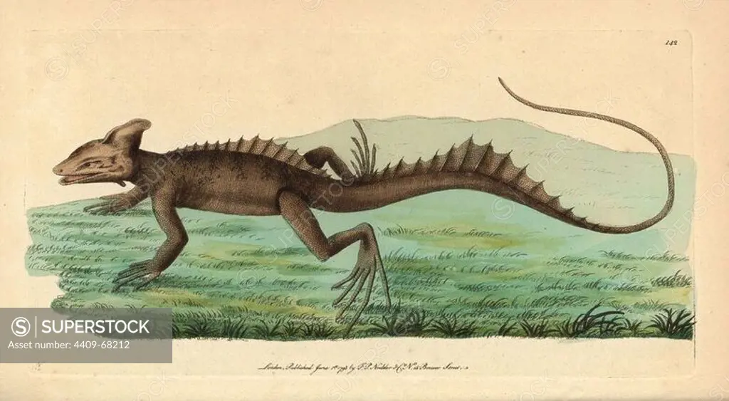 Basilisk, Basiliscus basiliscus. Illustration signed N (Frederick Nodder).. Handcolored copperplate engraving from George Shaw and Frederick Nodder's "The Naturalist's Miscellany" 1793.. Frederick Polydore Nodder (1751~1801) was a gifted natural history artist and engraver. Nodder honed his draftsmanship working on Captain Cook and Joseph Banks' Florilegium and engraving Sydney Parkinson's sketches of Australian plants. He was made "botanic painter to her majesty" Queen Charlotte in 1785. Nodder also drew the botanical studies in Thomas Martyn's Flora Rustica (1792) and 38 Plates (1799). Most of the 1,064 illustrations of animals, birds, insects, crustaceans, fishes, marine life and microscopic creatures for the Naturalist's Miscellany were drawn, engraved and published by Frederick Nodder's family. Frederick himself drew and engraved many of the copperplates until his death. His wife Elizabeth is credited as publisher on the volumes after 1801. Their son Richard Polydore (1774~1823) 