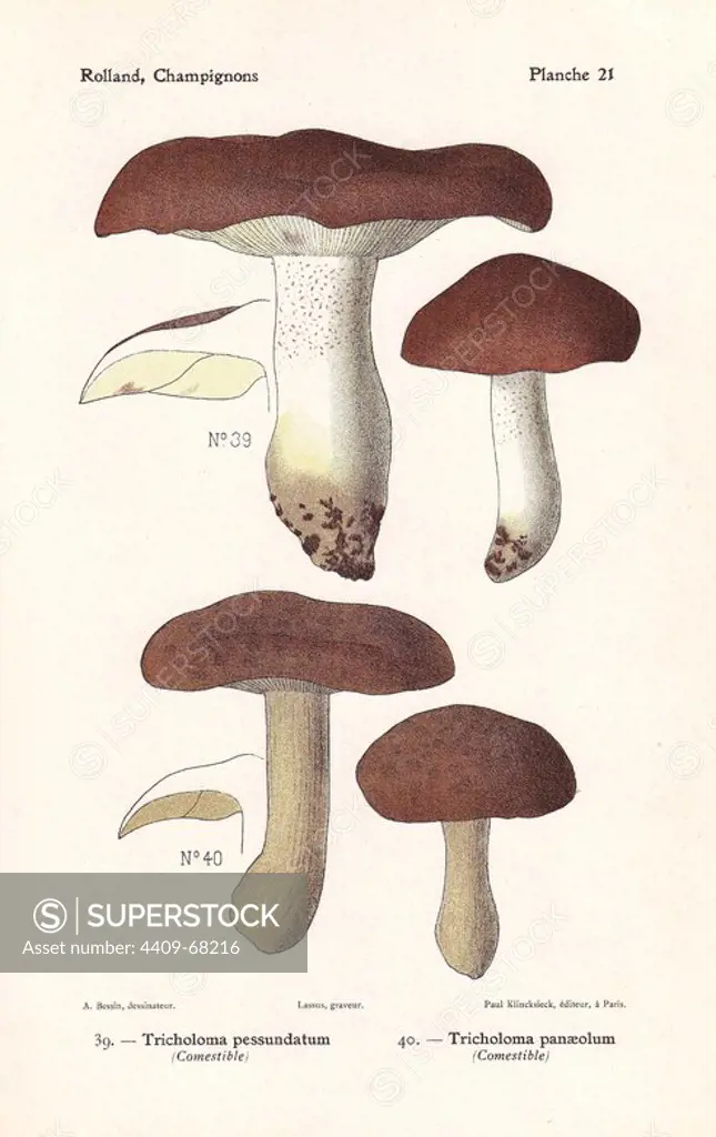 Edible mushrooms: Tricholoma pessundatum, Tricholoma panaeolum. Chromolithograph drawn by Bessin for Leon Rolland's "Atlas des Champignons" 1911.