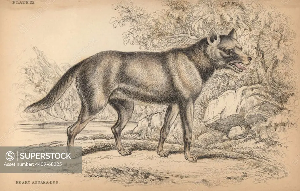 Hoary fox, Lycalopex vetulus. Handcoloured engraving on steel by William Lizars from a drawing by Colonel Charles Hamilton Smith from Sir William Jardine's "Naturalist's Library: Dogs" published by W. H. Lizars, Edinburgh, 1839.