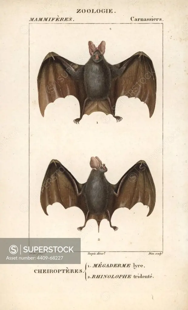 Greater false vampire bat, Megaderma lyra, and trident leaf-nosed bat, Asellia tridens. Handcoloured copperplate stipple engraving from Frederic Cuvier's "Dictionary of Natural Science: Mammals," Paris, France, 1816. Illustration by J. G. Pretre, engraved by Dien, directed by Pierre Jean-Francois Turpin, and published by F.G. Levrault. Jean Gabriel Pretre (1780~1845) was painter of natural history at Empress Josephine's zoo and later became artist to the Museum of Natural History. Turpin (1775-1840) is considered one of the greatest French botanical illustrators of the 19th century.
