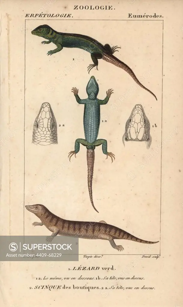 Western green lizard, lezard verd, lezard vert, and sandfish skink, scinque des boutiques, scinque des sables, Scincus scincus. Handcoloured copperplate stipple engraving from Jussieu's "Dictionnaire des Sciences Naturelles" 1816-1830. The volumes on fish and reptiles were edited by Hippolyte Cloquet, natural historian and doctor of medicine. Illustration by J.G. Pretre, engraved by David, directed by Turpin, and published by F. G. Levrault. Jean Gabriel Pretre (1780~1845) was painter of natural history at Empress Josephine's zoo and later became artist to the Museum of Natural History.