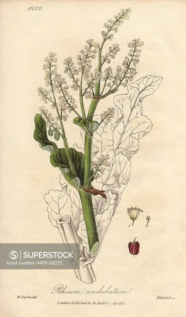 Rhubarb, Rheum undulatum. Handcoloured botanical illustration drawn by William Clark and engraved on steel by Weddell from John Stephenson and James Morss Churchill's "Medical Botany: or Illustrations and descriptions of the medicinal plants of the London, Edinburgh, and Dublin pharmacopias," John Churchill, London, 1831. William Clark was former draughtsman to the London Horticultural Society and illustrated many botanical books in the 1820s and 1830s.