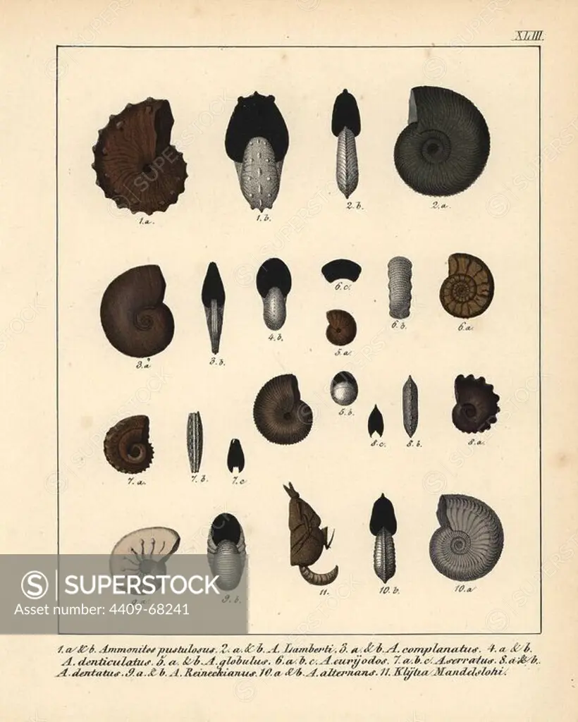 Fossils of extinct Ammonites: A. pustulosus, A. Lamberti, A. complanatus, A. denticulatus, A. globulus, A. euryodos, A. serratus, A. dentatus, A. Reineckianus, A. alternans, and Klytia Mandelslohi. Handcoloured lithograph by an unknown artist from Dr. F.A. Schmidt's "Petrefactenbuch," published in Stuttgart, Germany, 1855 by Verlag von Krais & Hoffmann. Dr. Schmidt's "Book of Petrification" introduced fossils and palaeontology to both the specialist and general reader.