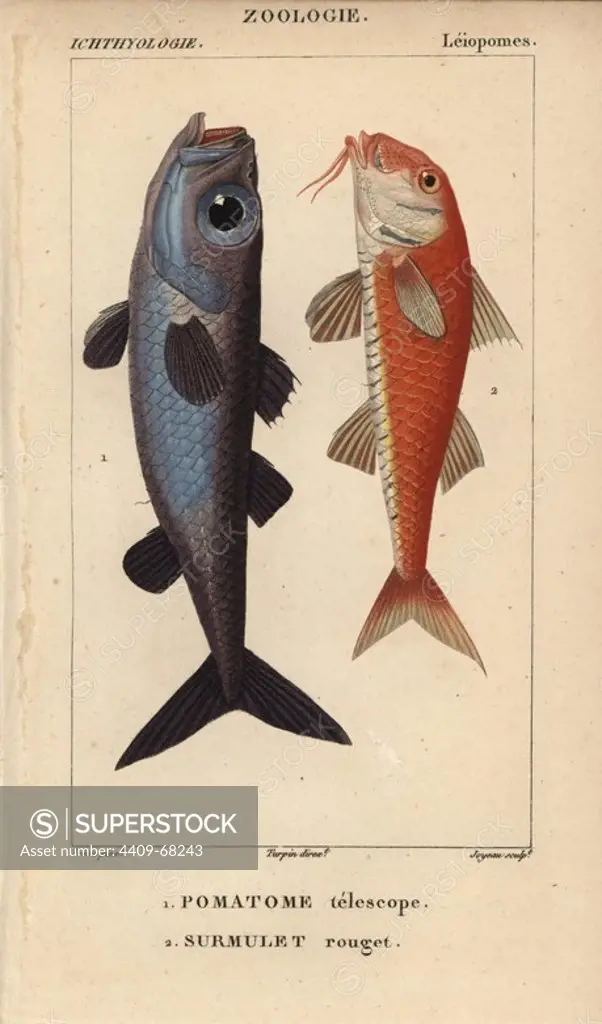 Bulls-eye fish, pomatome telescope, Epigonus telescopus, and striped red mullet, surmulet, rouget, Mullus surmuletus. Handcoloured copperplate stipple engraving from Jussieu's "Dictionnaire des Sciences Naturelles" 1816-1830. The volumes on fish and reptiles were edited by Hippolyte Cloquet, natural historian and doctor of medicine. Illustration by J.G. Pretre, engraved by Joyeau, directed by Turpin, and published by F. G. Levrault. Jean Gabriel Pretre (1780~1845) was painter of natural history at Empress Josephine's zoo and later became artist to the Museum of Natural History.