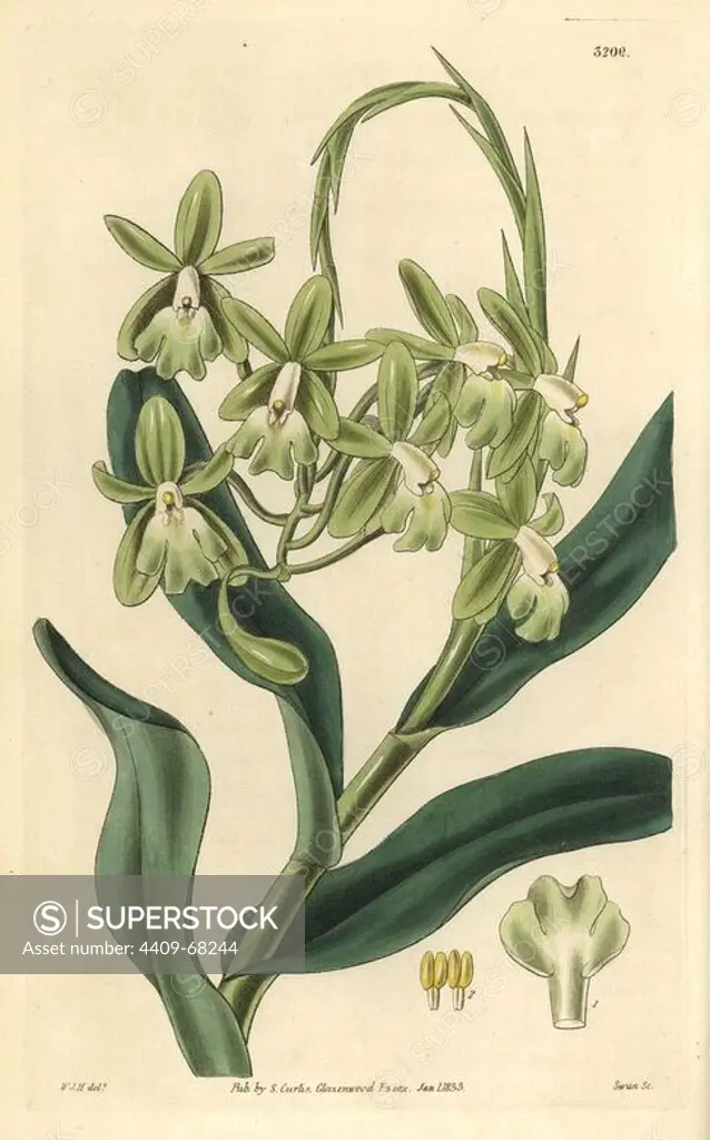 Mrs. Harrison's epidendrum orchid, Epidendrum harrisoniae. Illustration drawn by William Jackson Hooker, engraved by Swan. Handcolored copperplate engraving from William Curtis's "The Botanical Magazine," Samuel Curtis, 1833. Hooker (1785-1865) was an English botanist, writer and artist. He was Regius Professor of Botany at Glasgow University, and editor of Curtis' "Botanical Magazine" from 1827 to 1865. In 1841, he was appointed director of the Royal Botanic Gardens at Kew, and was succeeded by his son Joseph Dalton. Hooker documented the fern and orchid crazes that shook England in the mid-19th century in books such as "Species Filicum" (1846) and "A Century of Orchidaceous Plants" (1849). A gifted botanical artist himself, he wrote and illustrated "Flora Exotica" (1823) and several volumes of the "Botanical Magazine" after 1827.