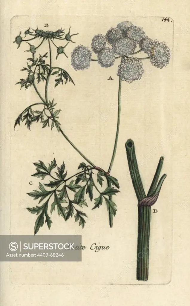 Fool's parsley, Aethusa cynapium. Handcoloured botanical drawn and engraved by Pierre Bulliard from his own "Flora Parisiensis," 1776, Paris, P. F. Didot. Pierre Bulliard (1752-1793) was a famous French botanist who pioneered the three-colour-plate printing technique. His introduction to the flowers of Paris included 640 plants.