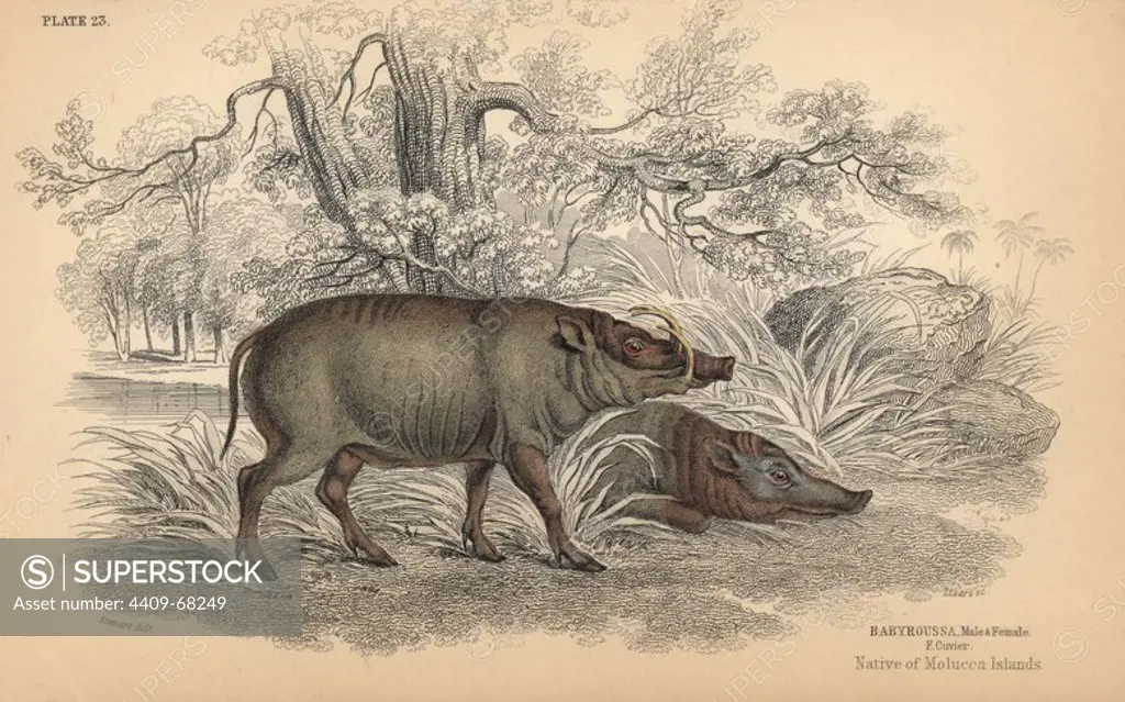 Buru babirusa, Babyrousa babyrussa, male and female, vulnerable. Handcoloured engraving on steel by William Lizars from a drawing by James Stewart from Sir William Jardine's "Naturalist's Library: Mammalia, Pachydermes or Thick-Skinned Quadrupeds" published by W. H. Lizars, Edinburgh, 1836.