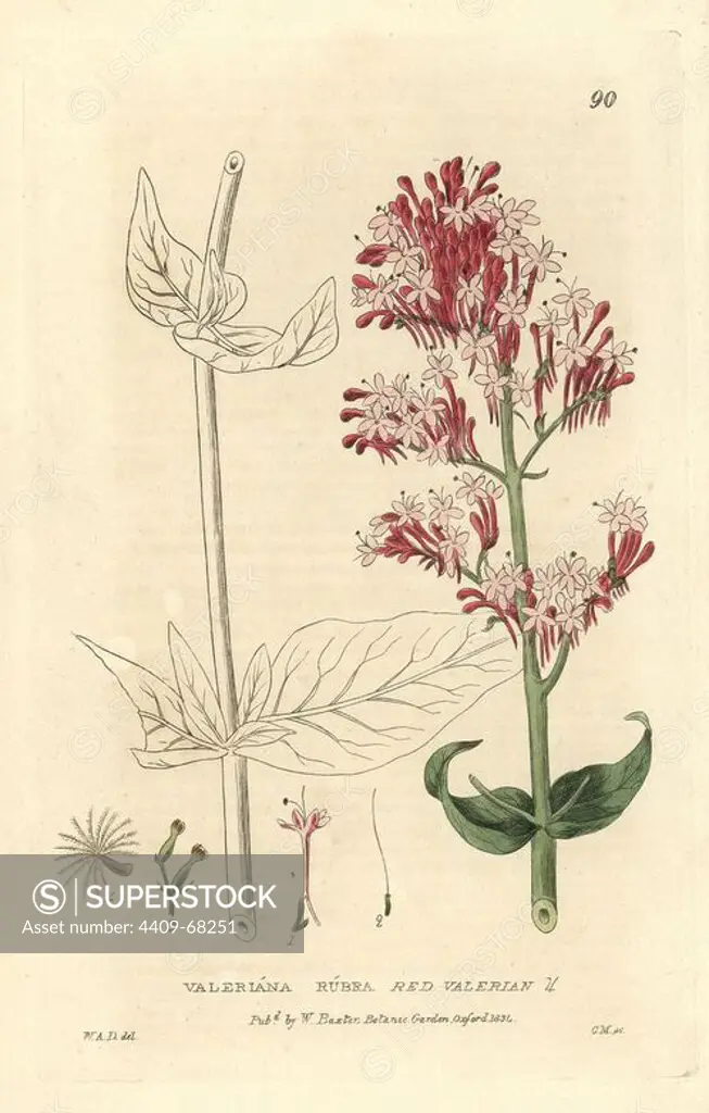 Red valerian, Valeriana rubra. Handcoloured copperplate engraving by Charles Mathews of a drawing by W.A. Delamotte from William Baxter's "British Phaenogamous Botany" 1834. Scotsman William Baxter (1788-1871) was the curator of the Oxford Botanic Garden from 1813 to 1854.